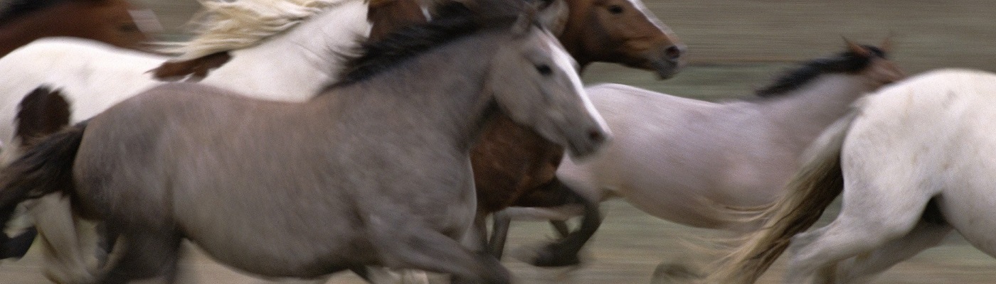 LIE: Evolution is true